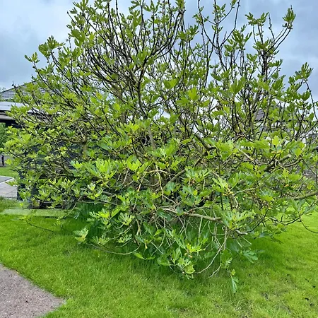 דירה Avec Piscine *